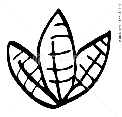 Botanical illustration material of a set of three hand-drawn line drawing leaves Botanical illustration material of a set of three hand-drawn line drawing leaves 136012171