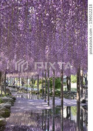 對馬天王川公園紫藤棚架下的紫藤(愛知縣對馬市) 對馬天王川公園紫藤棚架下的紫藤(愛知縣對馬市) 136012218