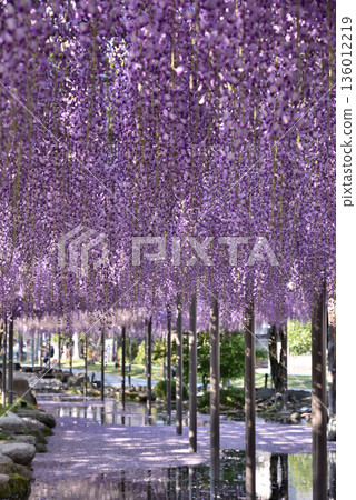 Wisterias on the Wisteria Trellis at Tsushima Tennogawa Park (Tsushima City, Aichi Prefecture) Wisterias on the Wisteria Trellis at Tsushima Tennogawa Park (Tsushima City, Aichi Prefecture) 136012219