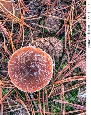 Natural scene highlighting mushroom and pine with seasonal details Natural scene highlighting mushroom and pine with seasonal details 136012287