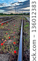 Abandoned Rail Tracks Overgrown With Red Poppy Flowers In Hungary 136012383