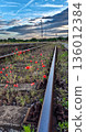 Abandoned Rail Tracks Overgrown With Red Poppy Flowers In Hungary 136012384