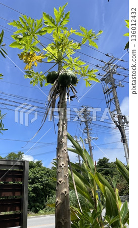 Papaya fruit growing on the eaves of Okinawa 136012432