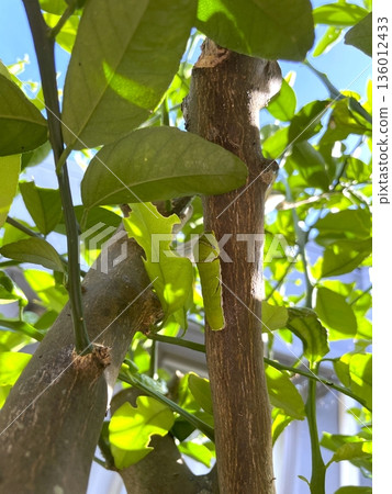 Swallowtail butterfly larvae attached to a Shikuwasa tree Swallowtail butterfly larvae attached to a Shikuwasa tree 136012433