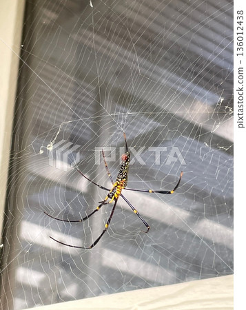 Jorogumo spiders that live in Okinawa Jorogumo spiders that live in Okinawa 136012438