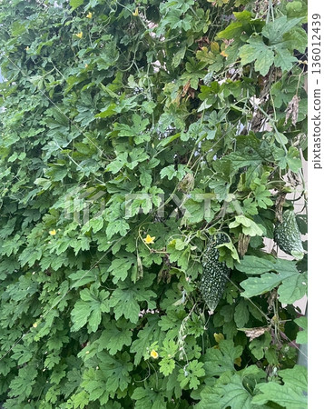 Bitter melon vines in an Okinawan garden Bitter melon vines in an Okinawan garden 136012439
