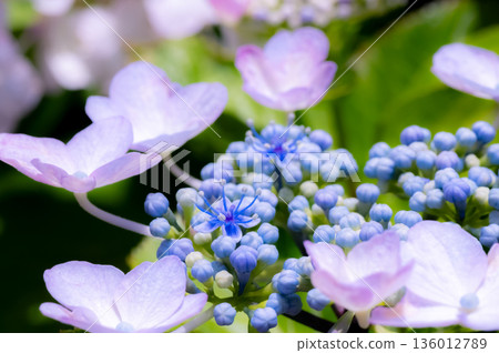 繡球花和花苞 136012789