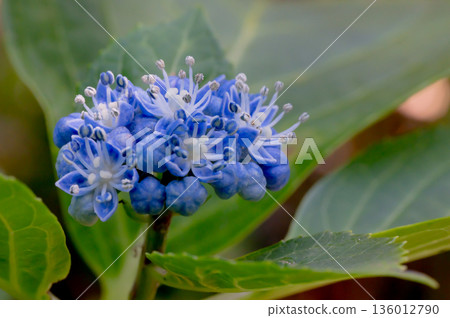沒有觀賞花的繡球花 沒有觀賞花的繡球花 136012790