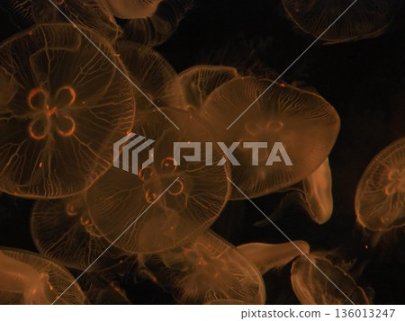 漂流水母 136013247