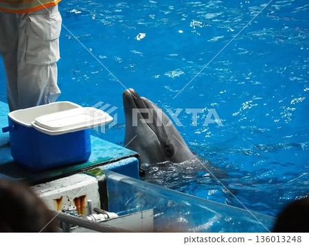 Dolphin show dolphin 136013248