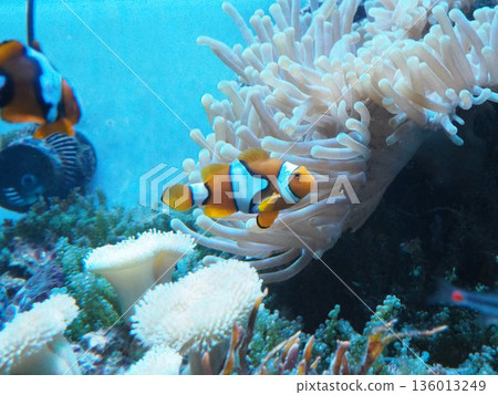 Sea anemone and anemone fish 136013249