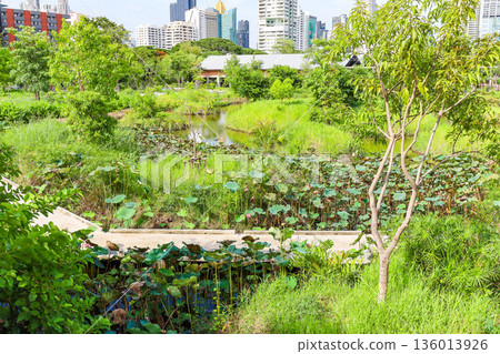 一個有荷池的公園 一個有荷池的公園 136013926