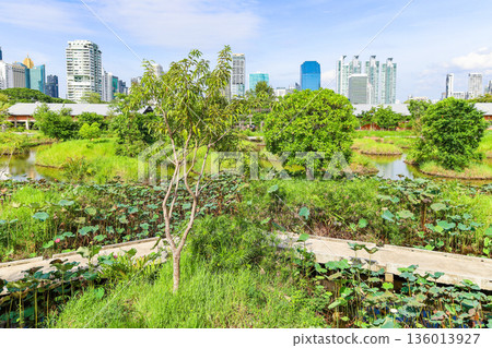 A park with a lotus pond 136013927