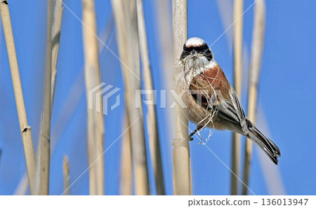 Eurasian penduline tit or European penduline tit (Remiz pendulinus), Greece 136013947