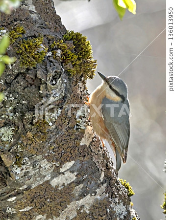 Eurasian Nuthatch (Sitta europaea), Greece Eurasian Nuthatch (Sitta europaea), Greece 136013950