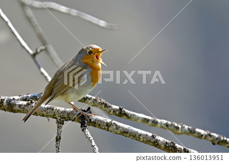 European Robin - Erithacus rubecula, Greece European Robin - Erithacus rubecula, Greece 136013951