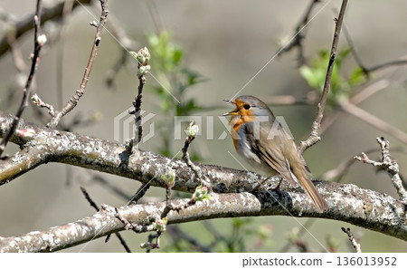 European Robin - Erithacus rubecula, Greece 136013952