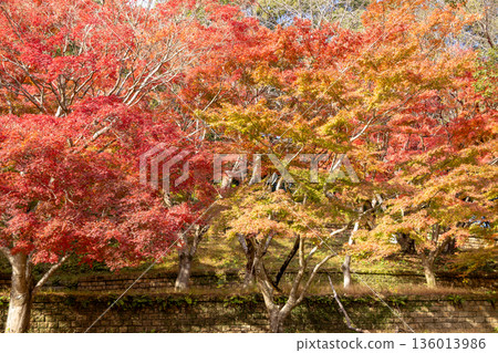 鮮豔的紅色秋葉(秋景,賞楓,日式背景素材) 鮮豔的紅色秋葉(秋景,賞楓,日式背景素材) 136013986