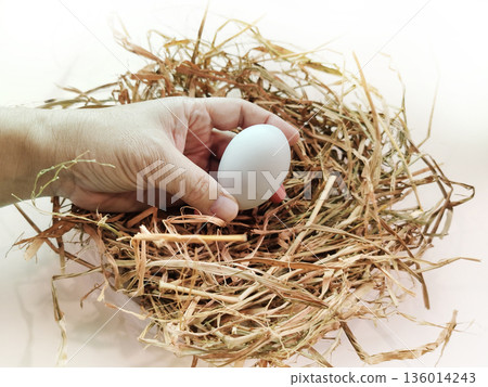 A white egg in a hand on a straw nest, against a white background. A white egg in a hand on a straw nest, against a white background. 136014243
