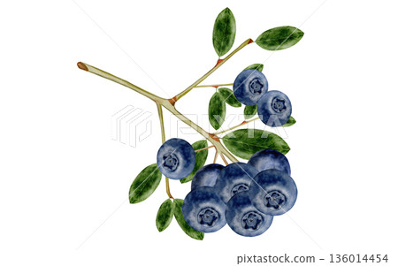 Blueberry branch watercolor. Hand-drawn blue berry on a white background. Botanical clip art. Perfect for food blog designs, organic store menus, and packaging for products and cosmetics. 136014454