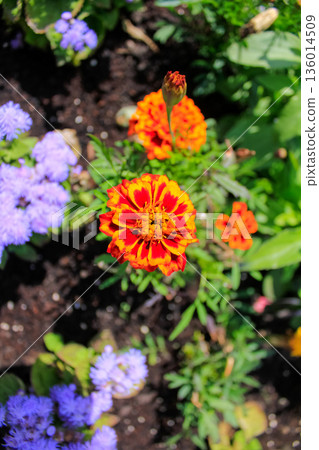 Close-up of the marigold, wild orange flowers in the garden. Flower and plants. Close-up of the marigold, wild orange flowers in the garden. Flower and plants. 136014509