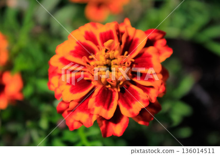 Close-up of the marigold, wild orange flowers in the garden. Flower and plants. 136014511