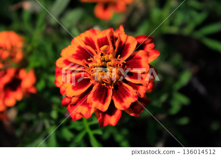 Close-up of the marigold, wild orange flowers in the garden. Flower and plants. 136014512