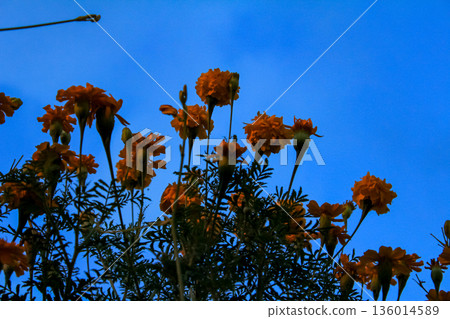 The view of tagetes marigold flowers in the rural in sunset. Flower and plant. The view of tagetes marigold flowers in the rural in sunset. Flower and plant. 136014589