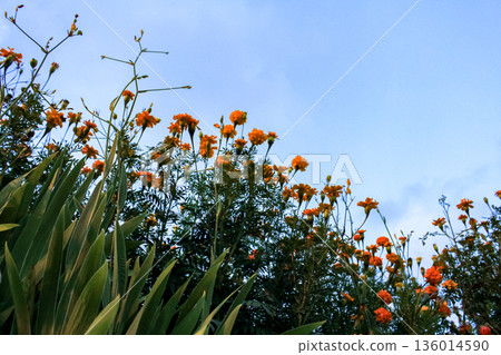 The view of tagetes marigold flowers in the rural in sunset. Flower and plant. 136014590