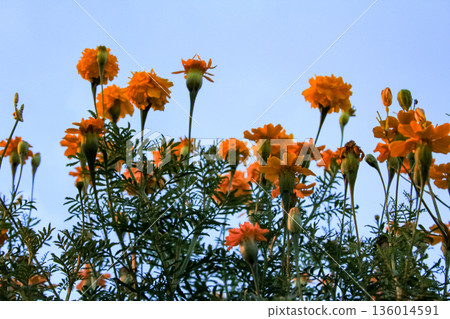 The view of tagetes marigold flowers in the rural in sunset. Flower and plant. The view of tagetes marigold flowers in the rural in sunset. Flower and plant. 136014591