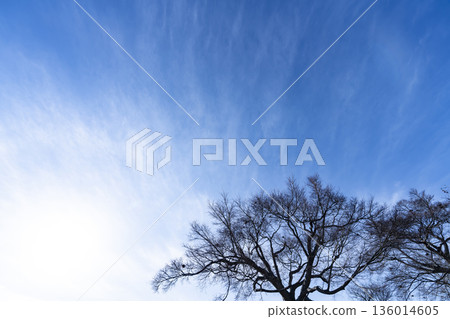 Winter sky, clouds and trees Winter sky, clouds and trees 136014605