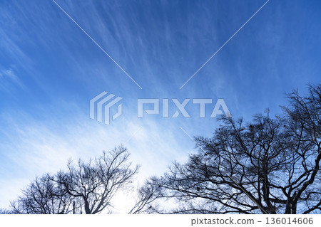 Winter sky, clouds and trees Winter sky, clouds and trees 136014606