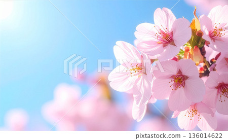 櫻花在藍天映襯下的特寫 136014622