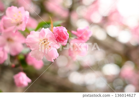 花開 136014627