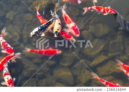 美麗的游泳鯉魚 136014844