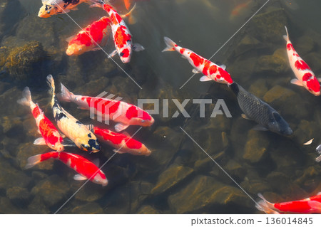 美麗的游泳鯉魚 136014845