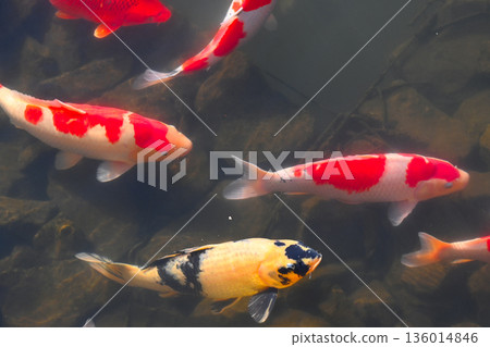 美麗的游泳鯉魚 136014846