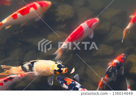 美麗的游泳鯉魚 美麗的游泳鯉魚 136014849