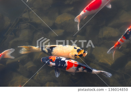 美麗的游泳鯉魚 美麗的游泳鯉魚 136014850