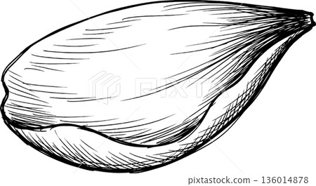 春天：櫻花花瓣（一片花瓣） 136014878