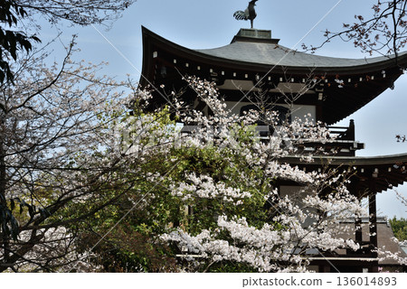 觀音寺:櫻花與觀音殿側面(京都市山科區) 觀音寺:櫻花與觀音殿側面(京都市山科區) 136014893