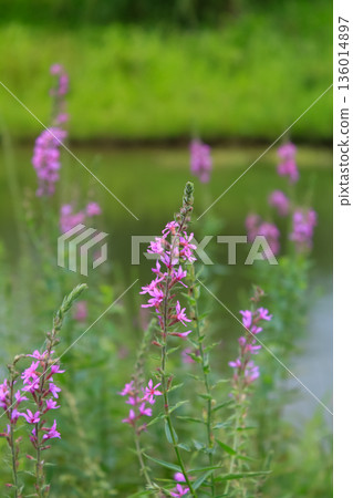 Lythrum virgatum in the rural field with wild grass. Purple wild flowers in the countryside. Flower and plant. Lythrum virgatum in the rural field with wild grass. Purple wild flowers in the countryside. Flower and plant. 136014897