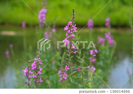 Lythrum virgatum in the rural field with wild grass. Purple wild flowers in the countryside. Flower and plant. 136014898