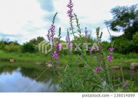 Lythrum virgatum in the rural field with wild grass. Purple wild flowers in the countryside. Flower and plant. Lythrum virgatum in the rural field with wild grass. Purple wild flowers in the countryside. Flower and plant. 136014899