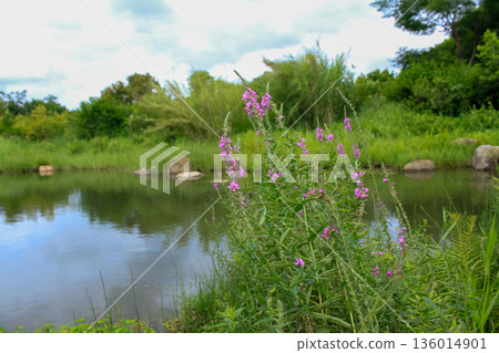 Lythrum virgatum in the rural field with wild grass. Purple wild flowers in the countryside. Flower and plant. Lythrum virgatum in the rural field with wild grass. Purple wild flowers in the countryside. Flower and plant. 136014901