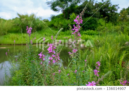 Lythrum virgatum in the rural field with wild grass. Purple wild flowers in the countryside. Flower and plant. Lythrum virgatum in the rural field with wild grass. Purple wild flowers in the countryside. Flower and plant. 136014907