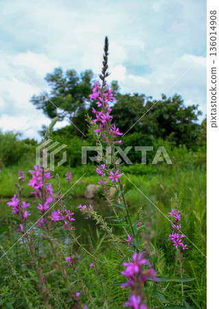 Lythrum virgatum in the rural field with wild grass. Purple wild flowers in the countryside. Flower and plant. Lythrum virgatum in the rural field with wild grass. Purple wild flowers in the countryside. Flower and plant. 136014908