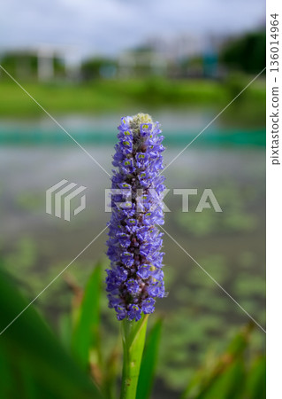 Close-up of the pickerel weed in the rural. Blooming pickerelweed (Pontederia cordata) water plant, violet blue flower. Flower and plant. 136014964