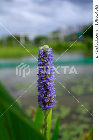 Close-up of the pickerel weed in the rural. Blooming pickerelweed (Pontederia cordata) water plant, violet blue flower. Flower and plant. Close-up of the pickerel weed in the rural. Blooming pickerelweed (Pontederia cordata) water plant, violet blue flower. Flower and plant. 136014965