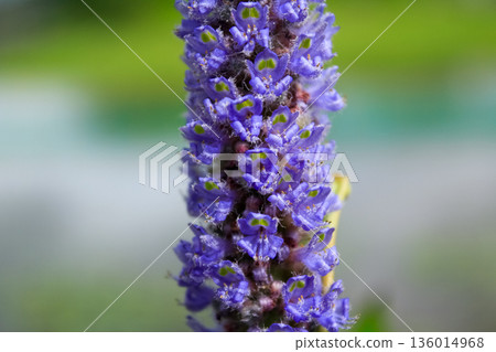 Close-up of the pickerel weed in the rural. Blooming pickerelweed (Pontederia cordata) water plant, violet blue flower. Flower and plant. 136014968